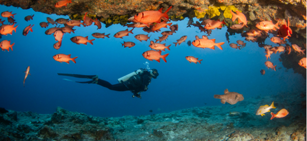 Die Inseln von Tahiti gewinnen den BOOT Dive Award 2026 als beste Tauchdestination